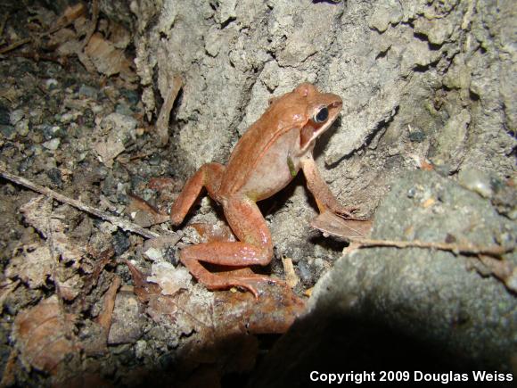 Wood Frog (Lithobates sylvaticus)