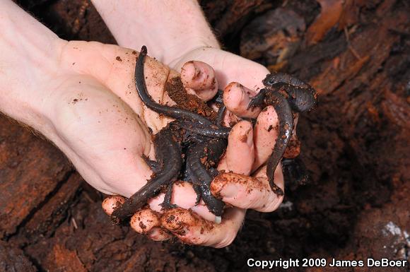 Small-mouthed Salamander (Ambystoma texanum)