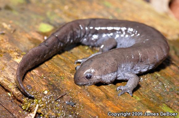 Small-mouthed Salamander (Ambystoma texanum)