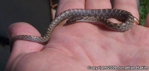 San Diego Nightsnake (Hypsiglena ochrorhyncha klauberi)