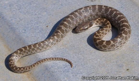 San Diego Nightsnake (Hypsiglena ochrorhyncha klauberi)