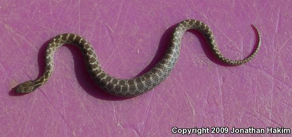 San Diego Nightsnake (Hypsiglena ochrorhyncha klauberi)