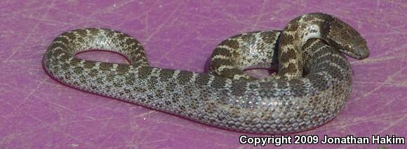 San Diego Nightsnake (Hypsiglena ochrorhyncha klauberi)