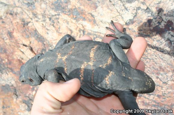 Common Chuckwalla (Sauromalus ater)