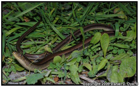 Eastern Glass Lizard (Ophisaurus ventralis)