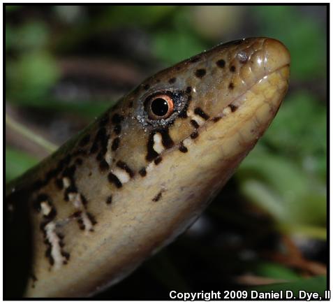 Eastern Glass Lizard (Ophisaurus ventralis)