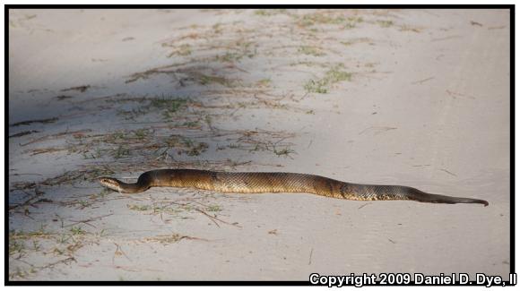 Florida Cottonmouth (Agkistrodon piscivorus conanti)