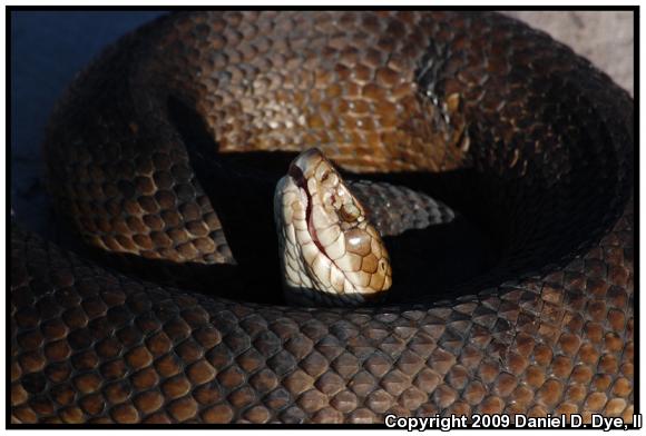 Florida Cottonmouth (Agkistrodon piscivorus conanti)