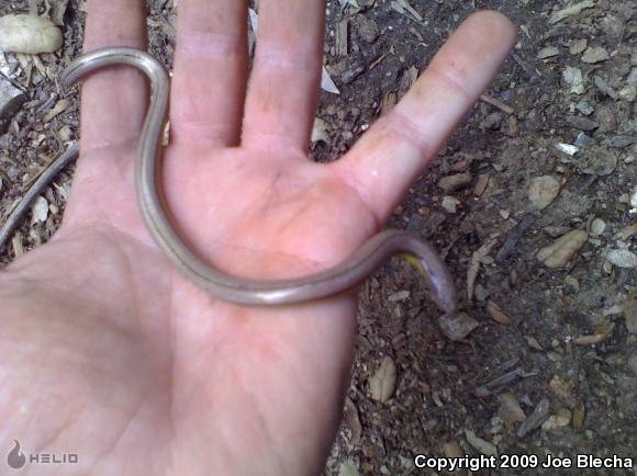 California Legless Lizard (Anniella pulchra)