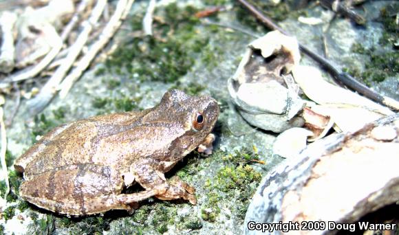 Northern Spring Peeper (Pseudacris crucifer crucifer)