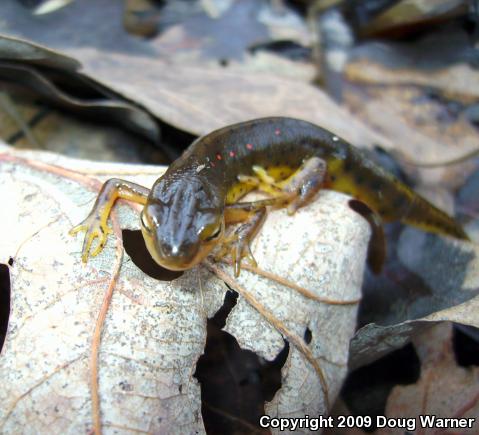 Red-Spotted Newt (Notophthalmus viridescens viridescens)