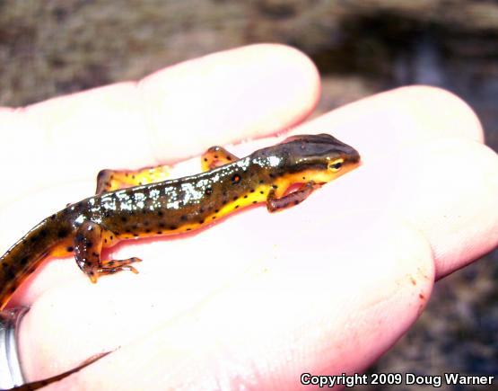 Red-Spotted Newt (Notophthalmus viridescens viridescens)