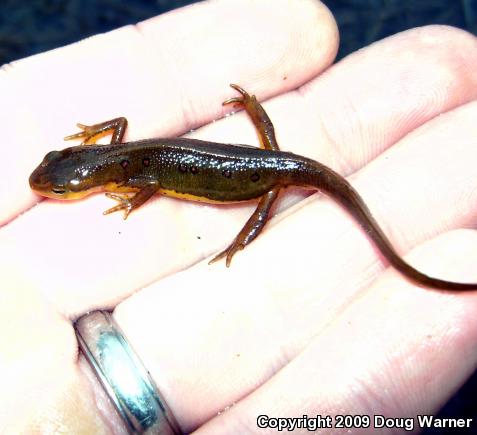 Red-Spotted Newt (Notophthalmus viridescens viridescens)