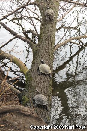 Red-eared Slider (Trachemys scripta elegans)