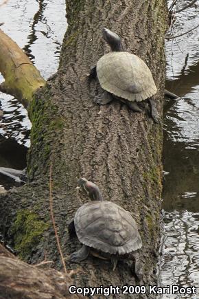 Red-eared Slider (Trachemys scripta elegans)