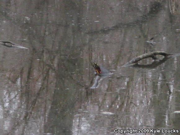 Eastern Painted Turtle (Chrysemys picta picta)