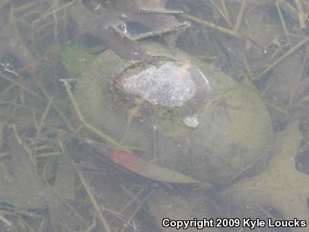 Eastern Painted Turtle (Chrysemys picta picta)