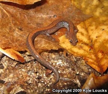 Eastern Red-backed Salamander (Plethodon cinereus)