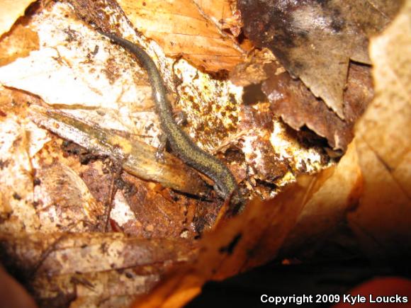 Eastern Red-backed Salamander (Plethodon cinereus)