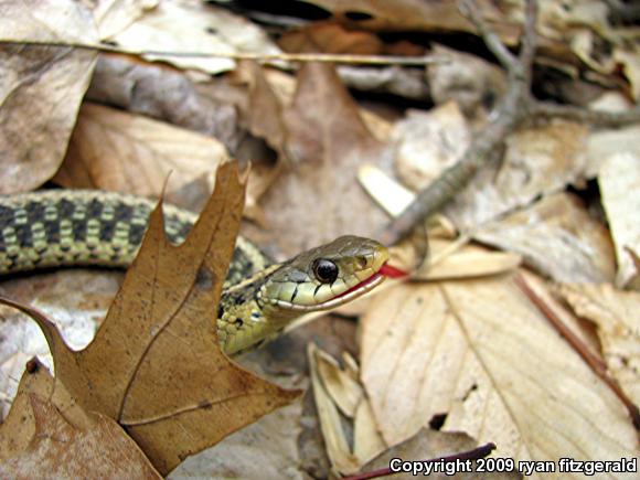 Eastern Gartersnake (Thamnophis sirtalis sirtalis)