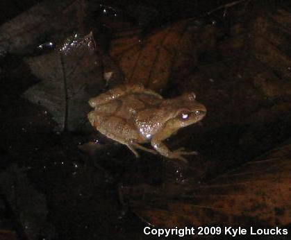 Northern Spring Peeper (Pseudacris crucifer crucifer)