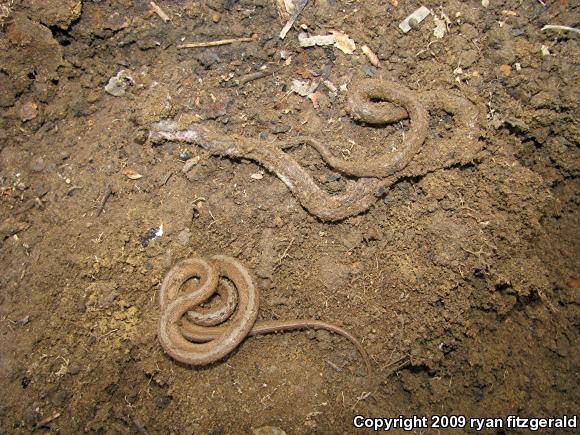 Northern Brownsnake (Storeria dekayi dekayi)