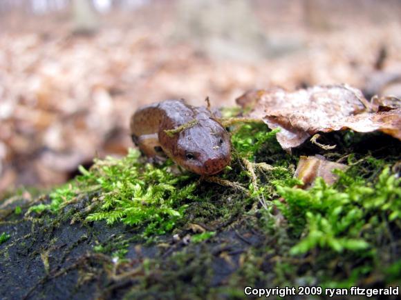 Northern Red Salamander (Pseudotriton ruber ruber)