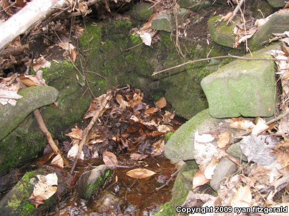 Northern Red Salamander (Pseudotriton ruber ruber)