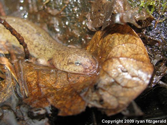 Northern Red Salamander (Pseudotriton ruber ruber)