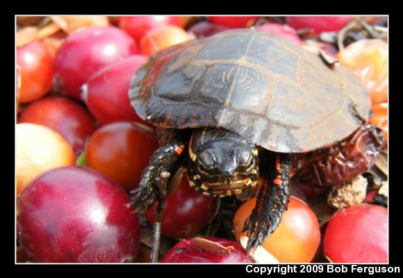 Eastern Painted Turtle (Chrysemys picta picta)