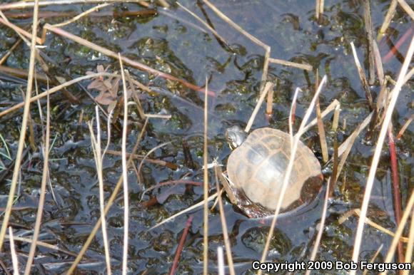 Eastern Painted Turtle (Chrysemys picta picta)