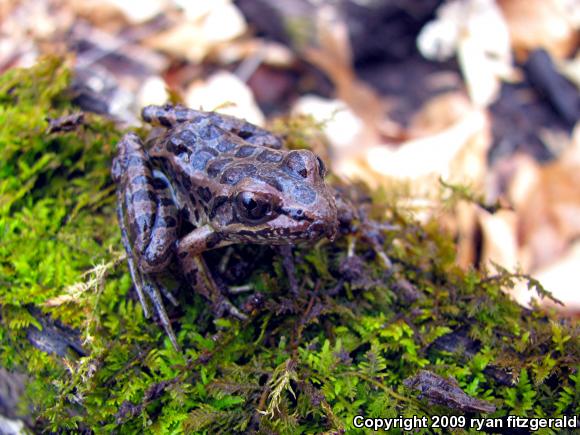 Pickerel Frog (Lithobates palustris)