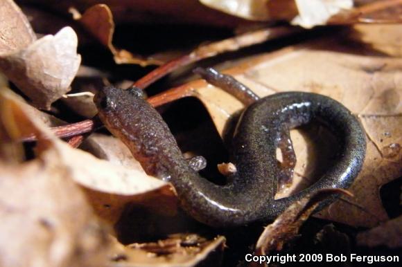 Eastern Red-backed Salamander (Plethodon cinereus)