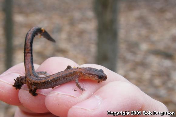 Eastern Red-backed Salamander (Plethodon cinereus)