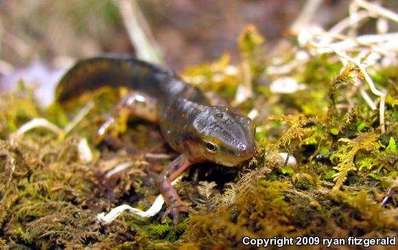 Red-Spotted Newt (Notophthalmus viridescens viridescens)