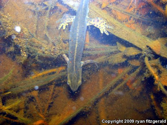 Red-Spotted Newt (Notophthalmus viridescens viridescens)