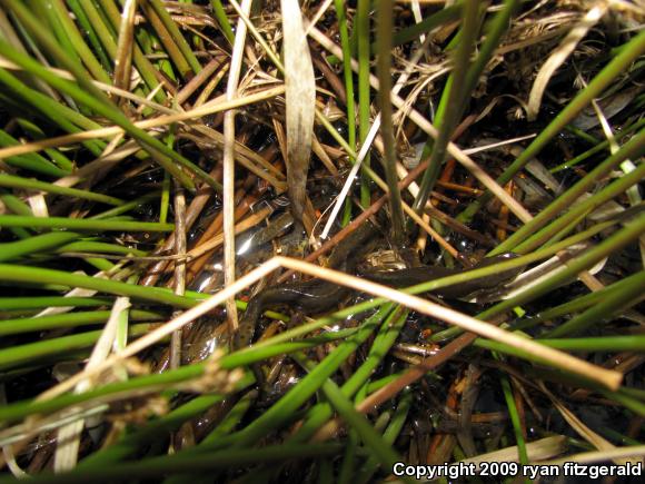 Red-Spotted Newt (Notophthalmus viridescens viridescens)