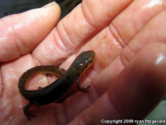 Red-Spotted Newt (Notophthalmus viridescens viridescens)