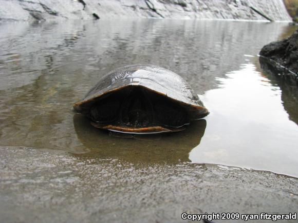 Northern Red-bellied Cooter (Pseudemys rubriventris)