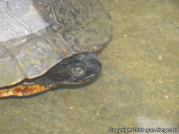 Northern Red-bellied Cooter (Pseudemys rubriventris)