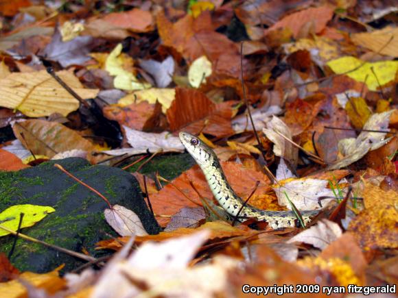 Eastern Gartersnake (Thamnophis sirtalis sirtalis)