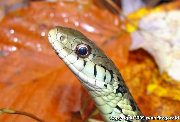 Eastern Gartersnake (Thamnophis sirtalis sirtalis)