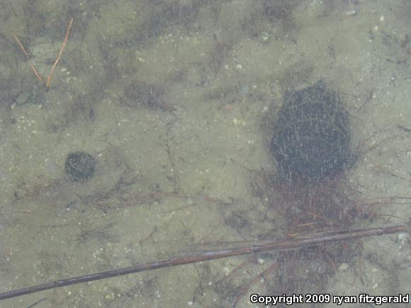 Eastern Painted Turtle (Chrysemys picta picta)