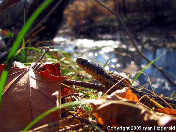 Eastern Gartersnake (Thamnophis sirtalis sirtalis)