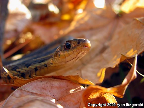 Eastern Gartersnake (Thamnophis sirtalis sirtalis)