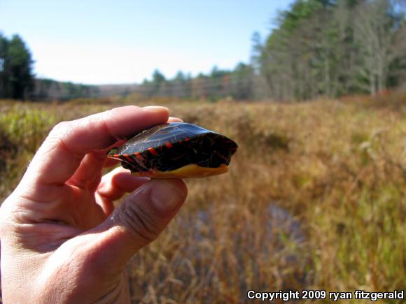 Painted Turtle (Chrysemys picta)