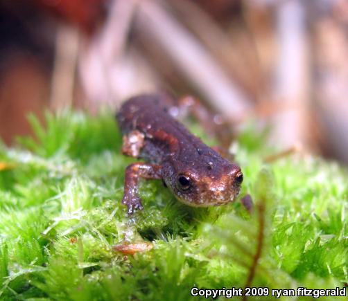 Four-toed Salamander (Hemidactylium scutatum)