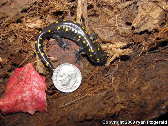 Spotted Salamander (Ambystoma maculatum)