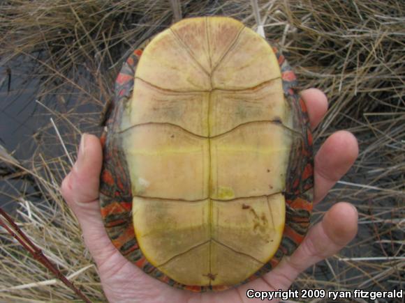 Painted Turtle (Chrysemys picta)