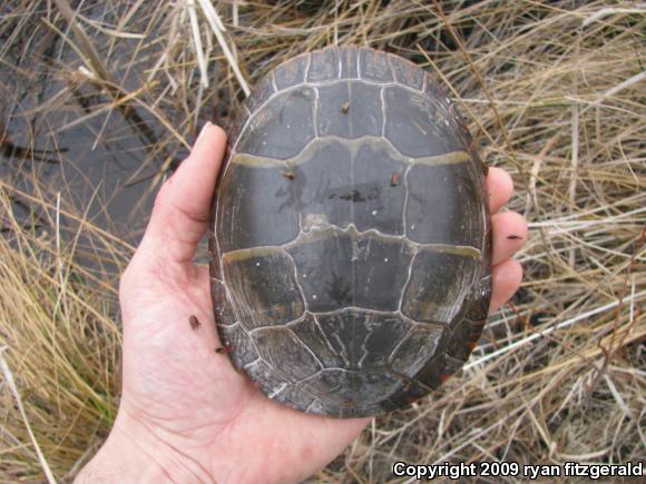 Painted Turtle (Chrysemys picta)